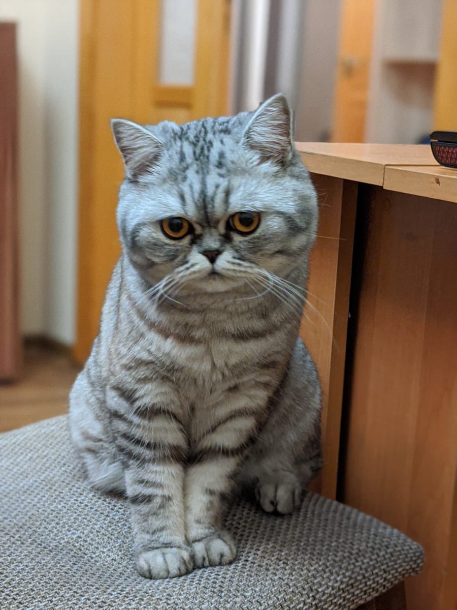 Блиин 😟... По 17 часов без тепла и света, а она еще держится ... Я бы уже была в истерике 😏. 
Сэм тоже мерзнет и первым бежит занимать теплое одеяло на ночь 🫤.