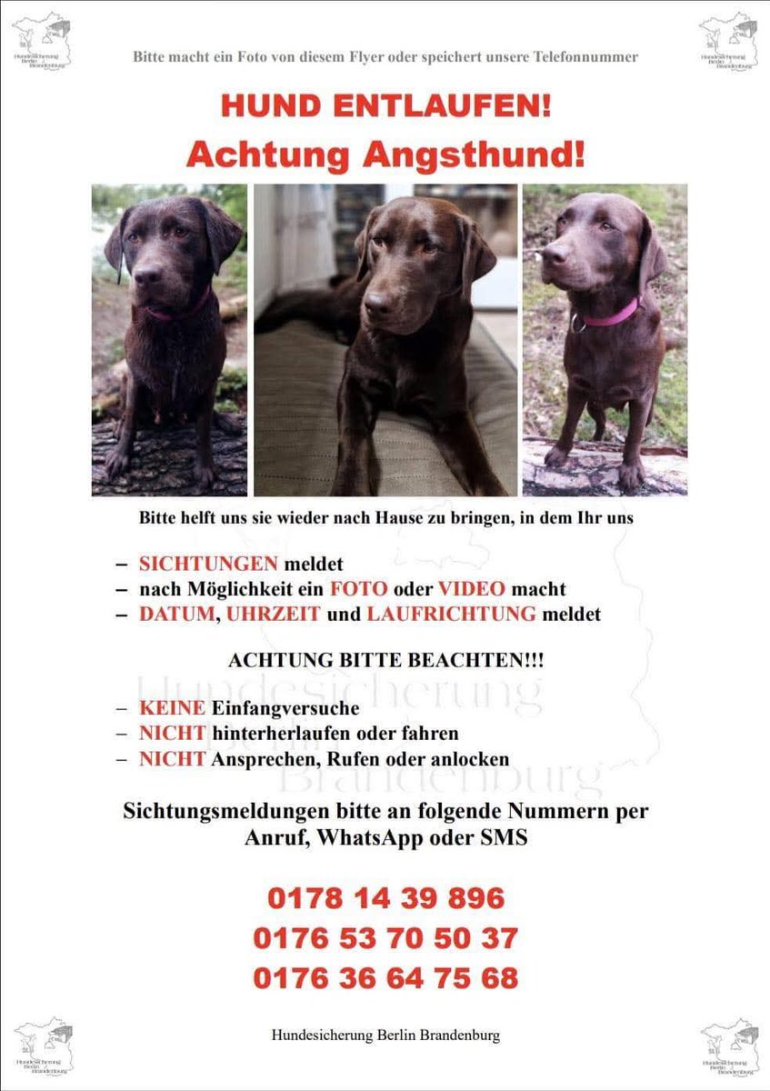 Stella entlaufen! Achtung Angsthund!!!