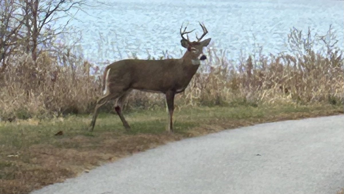 StevenGoetz2's tweet photo. #ThingsSeenOnMyRun https://t.co/PZ3ueYOshU