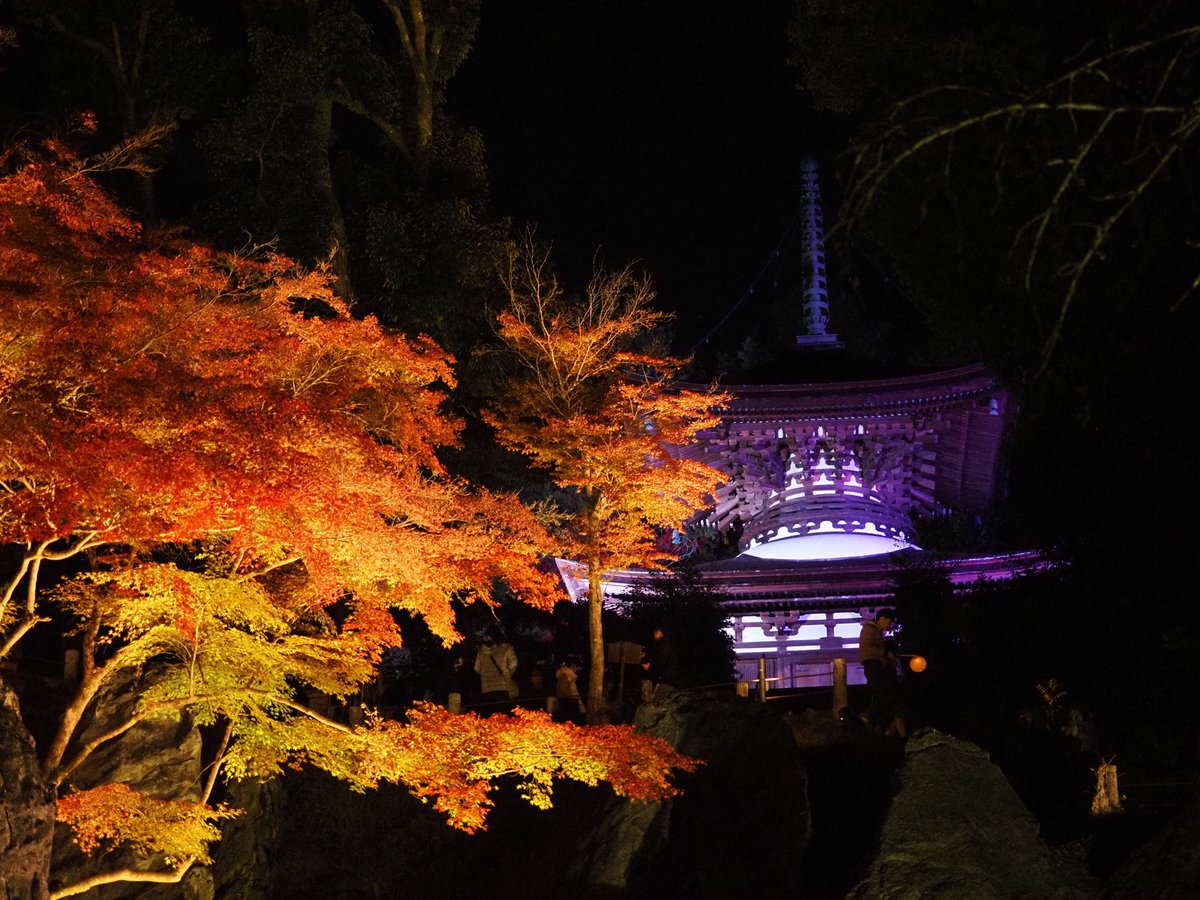今年の紅葉はこちら