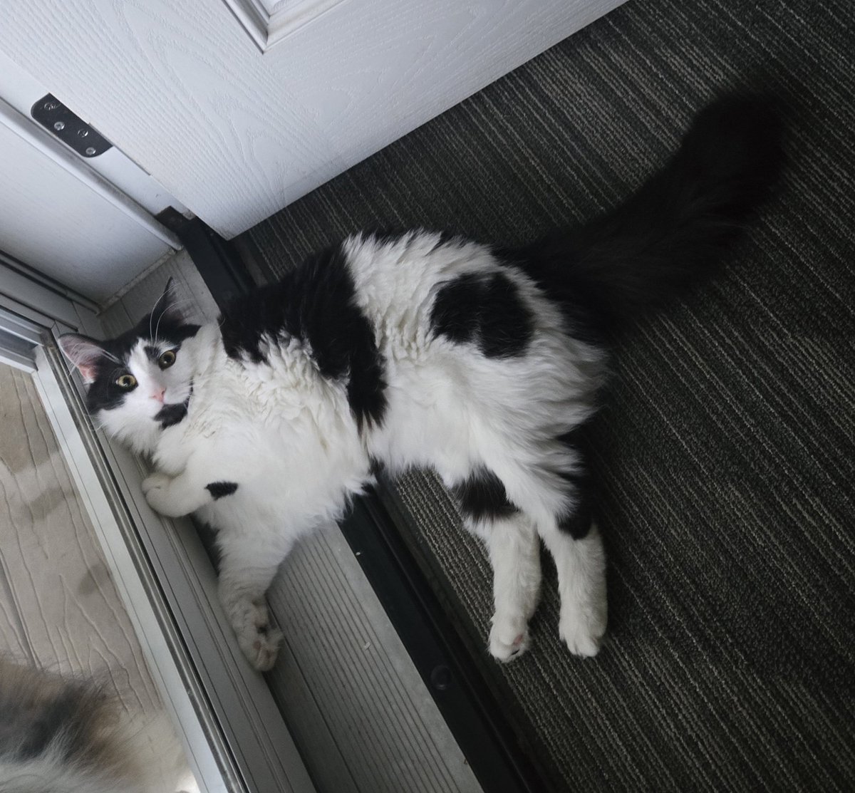 Echo’sError 🍎🐰❄ tweet media