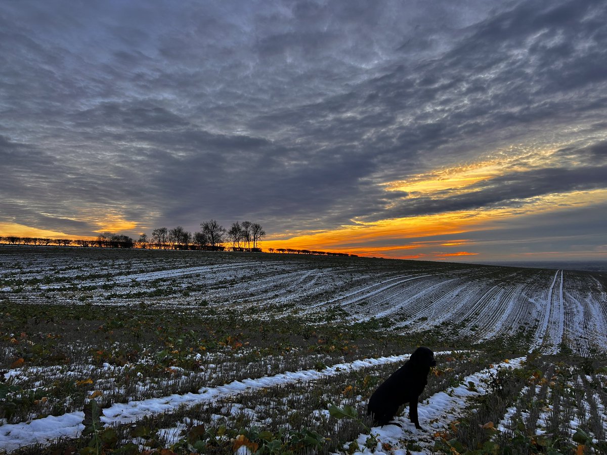 WeatherWolds's tweet image. Evening Light. 5°C and the thaw in full progress. One Labrador