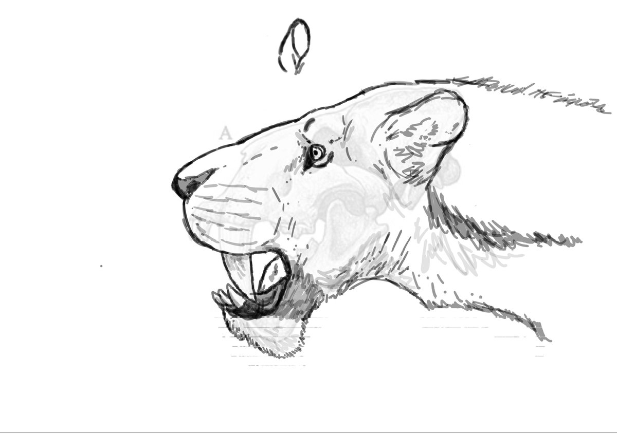 Homotherium africano ( Homotherium sp./ H.aethiopicum? )