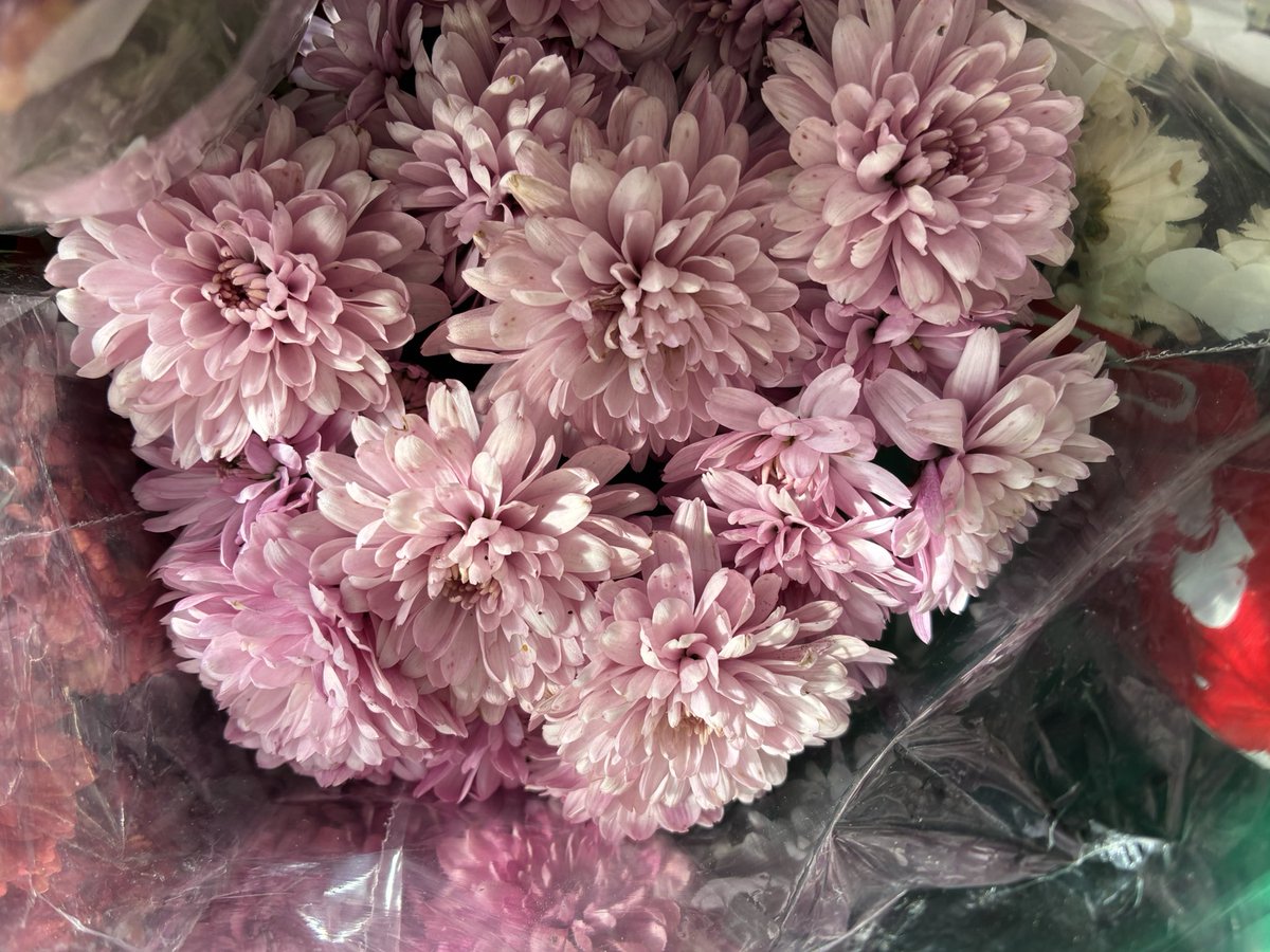 pixierunnerx's tweet image. En sonuncu kendime migrostan çiçek 😂 #runningviews #views #mountains