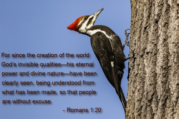 dan_cameron99's tweet image. Using woodpecker-inspired technology the failure rate of micro-devices was reduced from 26.4% to 0.7% for conventional shock-absorption methods. A great design improvement. #IntelligentDesign

Source: 
pubmed.ncbi.nlm.nih.gov/21245520/