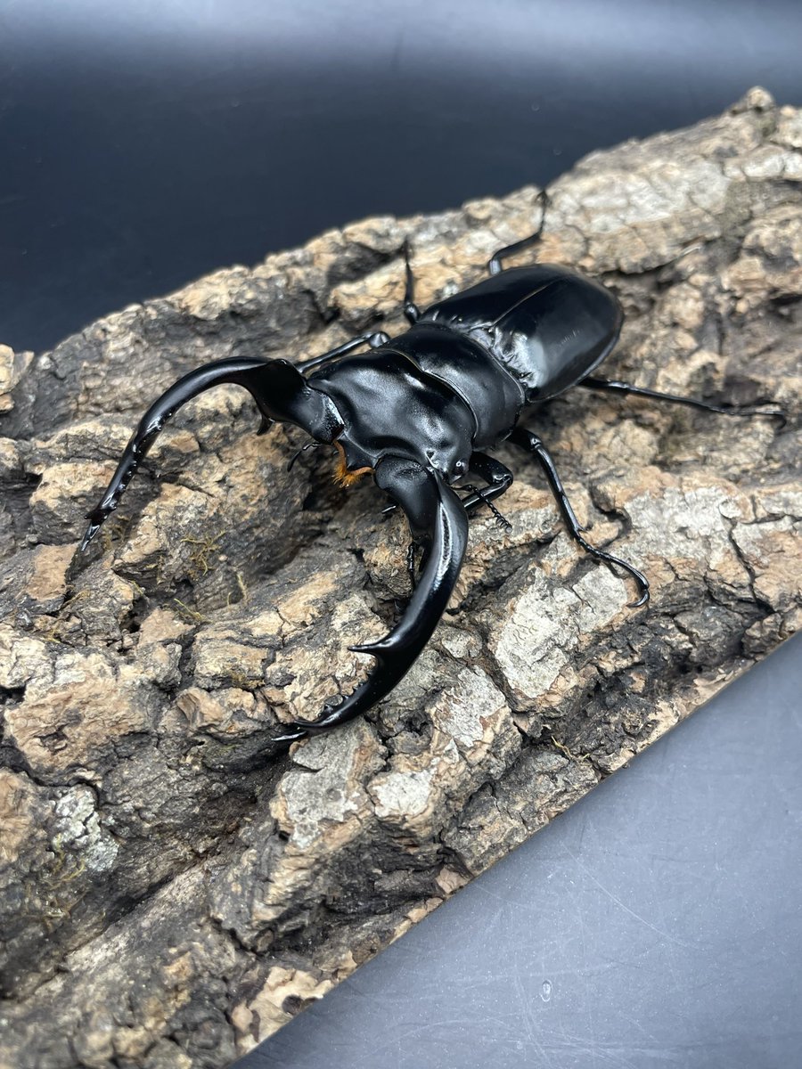 かっつん (@uq4yufhZFyiqsxY) / Posts / X