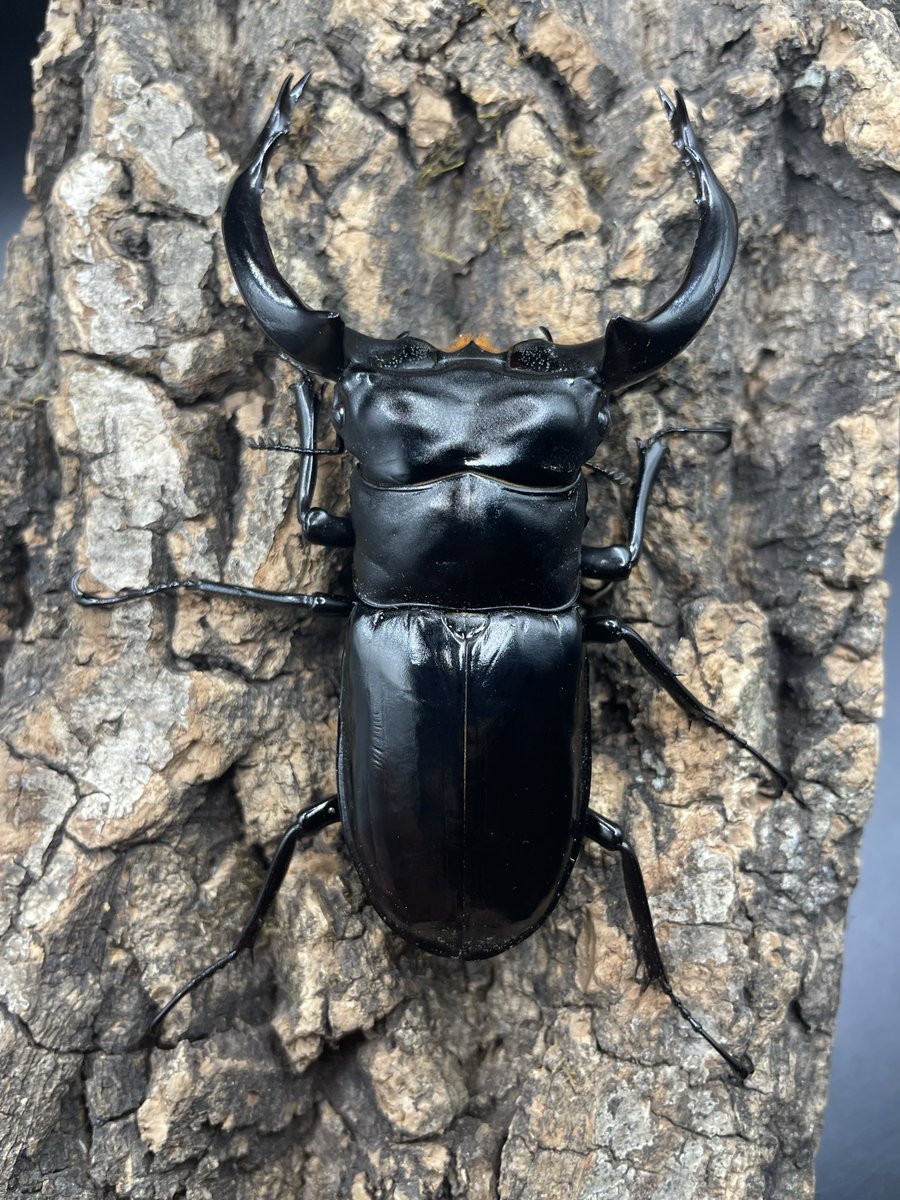 @harulas_ページ haruka (@haruka25250039) / Posts / X