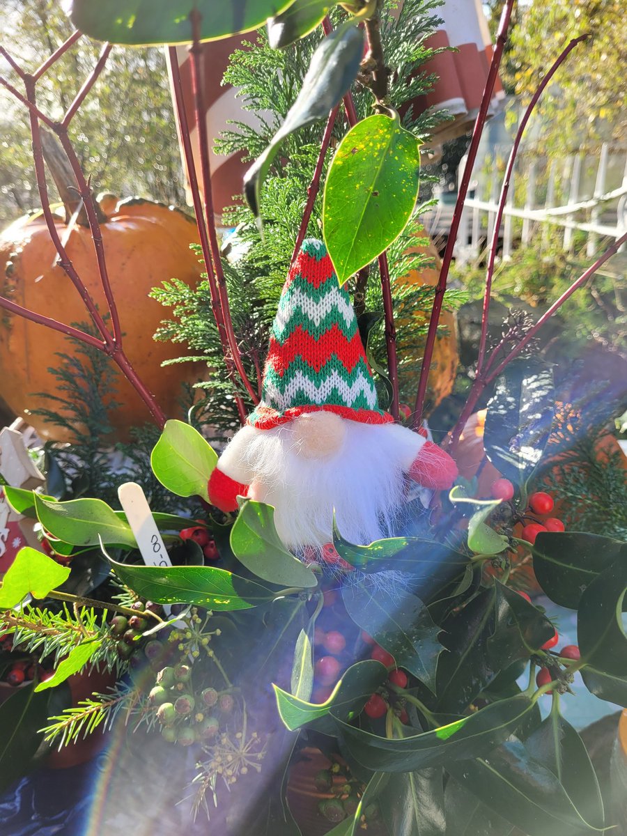 dovecotenursery's tweet image. Xmas Decs and Holly bouquets lovingly prepared. On the table today 😀 #anglesey #local #seasonal #chef