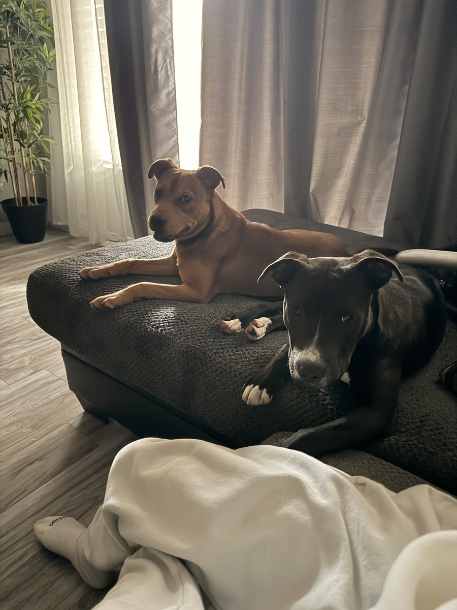 hangyomoroll's tweet photo. i miss these pits Im so fuckin sad had to surrender them at shelter https://t.co/wPUAo6ZVxC