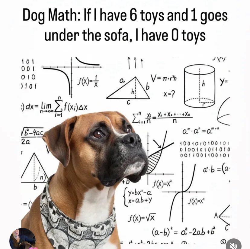 Boxer Stella (RIP Sacha) (@boxer_sacha) on Twitter photo 