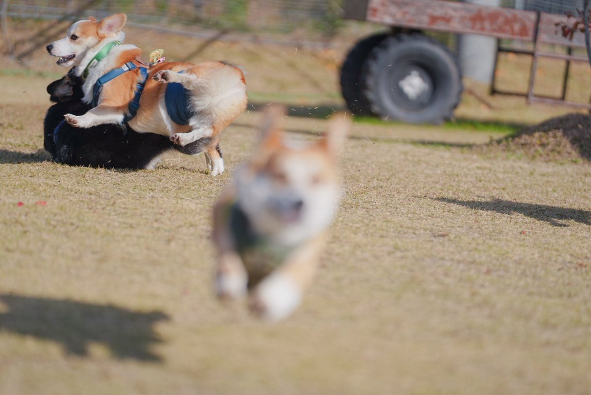 amor_1009's tweet image. ピント合うところ違うし後ろ大事故おこしてるがな