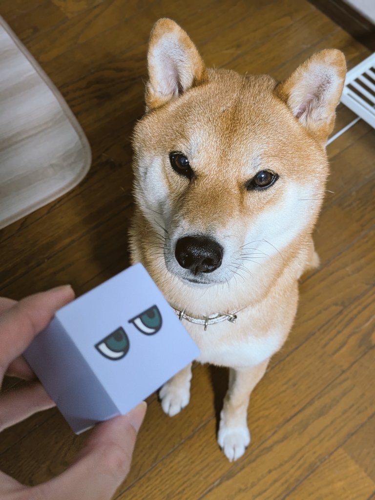 いぬさん専用 いいいいいいぬさんとツーショ！いぬさんとツーショ！！！！ありがとう