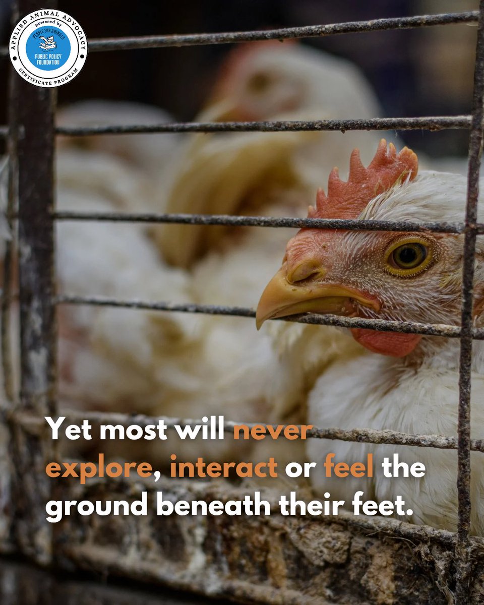 aaacp4animals's tweet photo. Chickens feel joy, fear &amp; love — just like the animals we share our homes with.
But their lives are reduced to noise, pain &amp; darkness.

📚 Learn how to fight for them effectively.
🔗 https://t.co/C5nwlqAFZY

#AAACP #AnimalAdvocacy https://t.co/DUqwUyvO1D