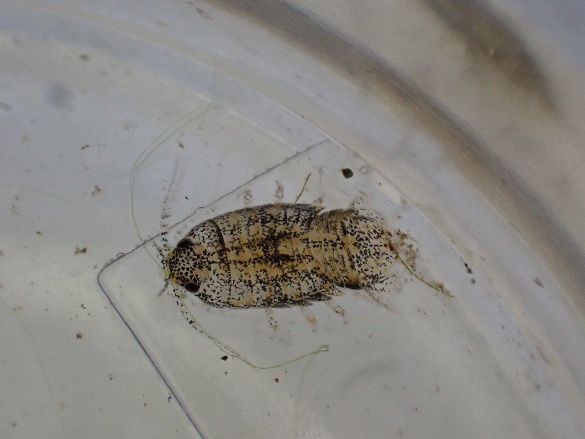 見つけたこの　#ウオノエおるおる　タグ。
一応この子も入るんかな？
てか調べても四国、愛媛の生息分布がわからないけど割とどこにでもいるんだろうか？