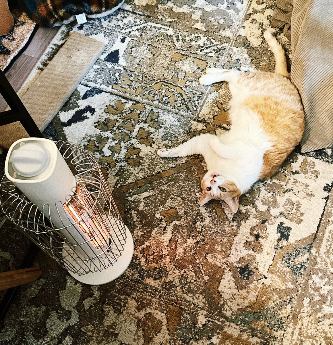 サコ (@sacoeco) / Posts / X