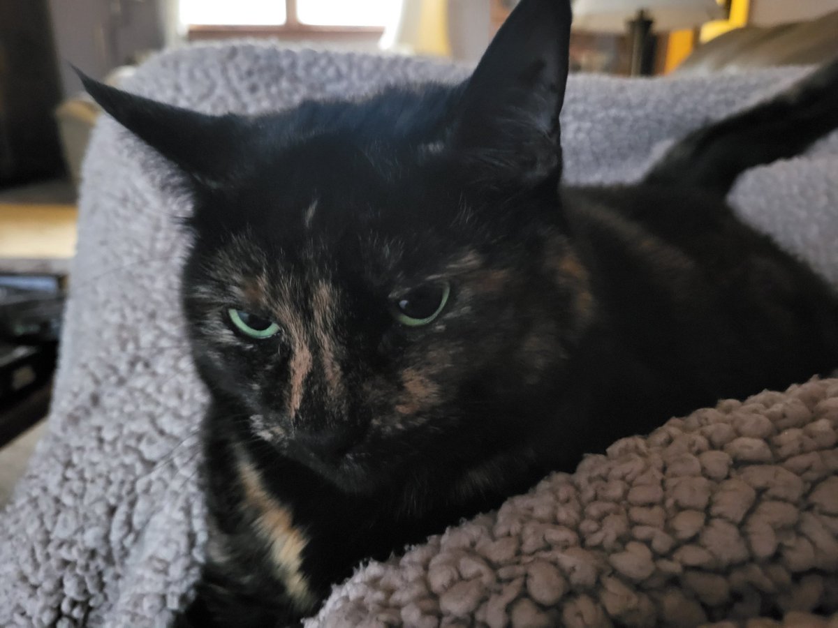 NPCeelie🦋🔀Shapeshifting Vtuber tweet media