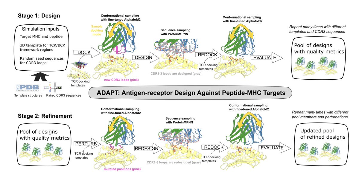 Targeting peptide–MHC complexes with designed T cell receptors and antibodies  

🚀 New preprint from David Baker!🚀

1. Researchers have developed a novel deep learning framework named ADAPT to design T cell receptors (TCRs) and antibodies that specifically bind to peptide–MHC