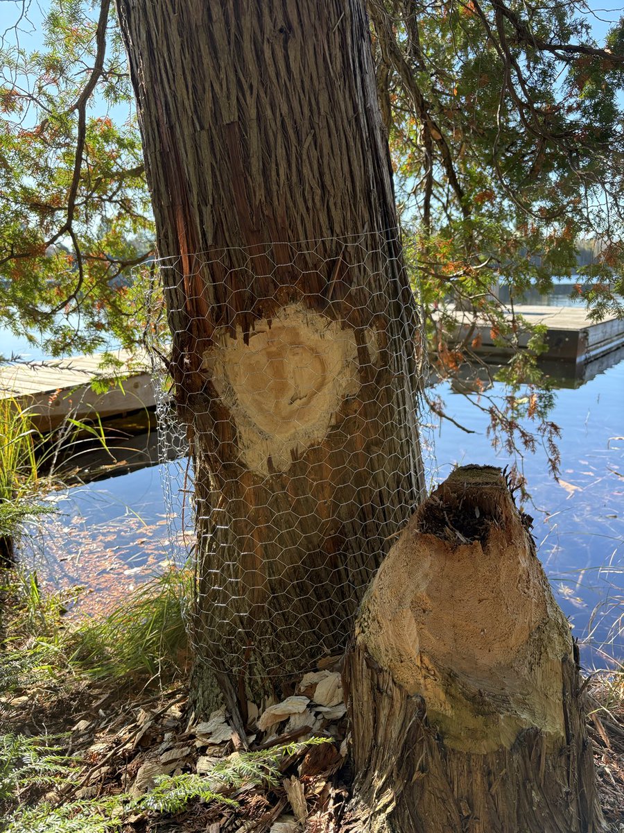War is declared against the beavers.
Pretending I know how to wrap the cedars with chicken wire.
Hope it works.