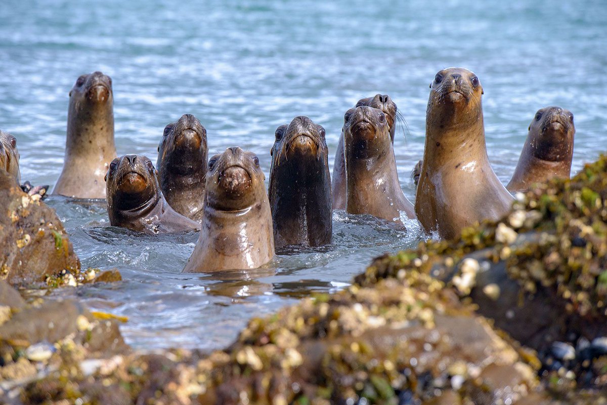 ExpeditionsNow's tweet photo. 🔥 New Blog from Expeditions Online: Patagonia &amp; the Chilean Fjords – explore glacier-filled fjords, massive penguin colonies and some of the planet’s last wild coastlines. 👉 Read now: https://t.co/oqt8xZCDen 
#Patagonia #ChileanFjords #TravelInspiration #ExpeditionCruise https://t.co/S8wyh4wLVg