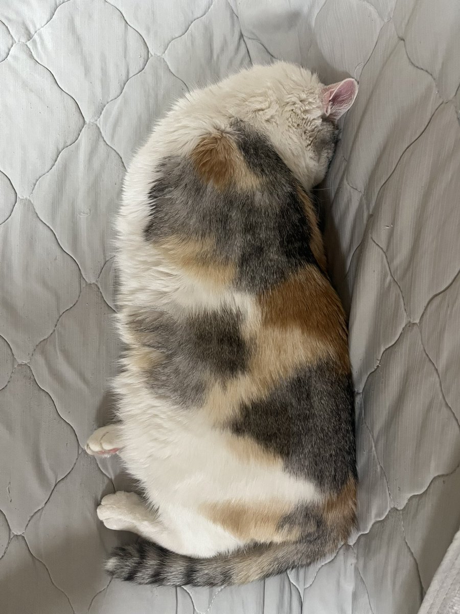 mugi_land's tweet photo. 上下どっち向きだ？ https://t.co/3SXxewA1L2