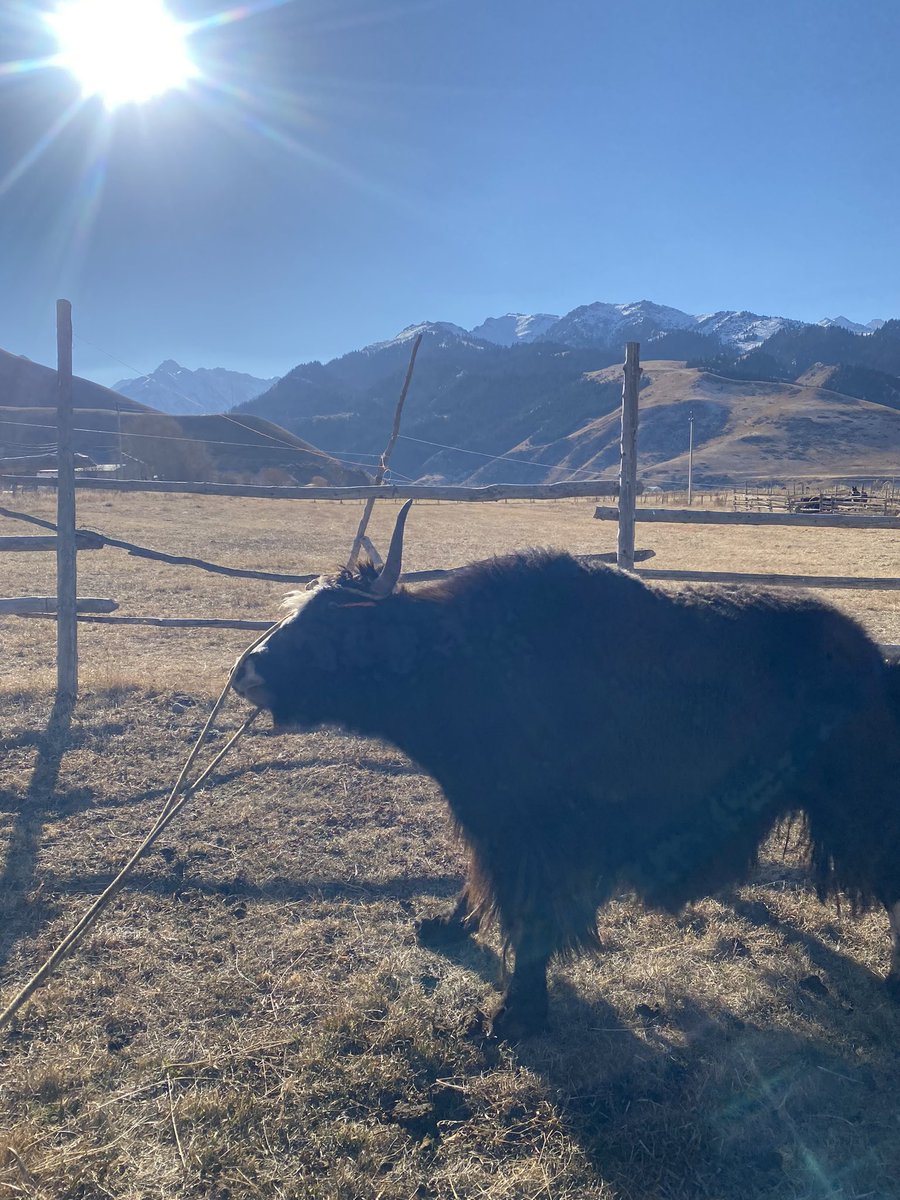 Эртең топоз эти  шаарга таратылат.

Үйгө жеткирип берүү менен баасы килосуна 700 сом
Минималдуу буйрутма 10 кг.

Вотсап: 0703972587