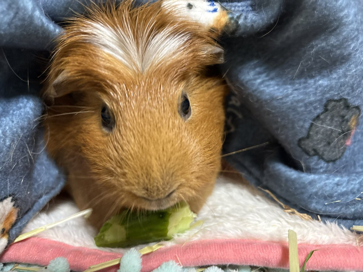 🎀くれぴ (✿´꒳` )

おつかれしゃまー😊