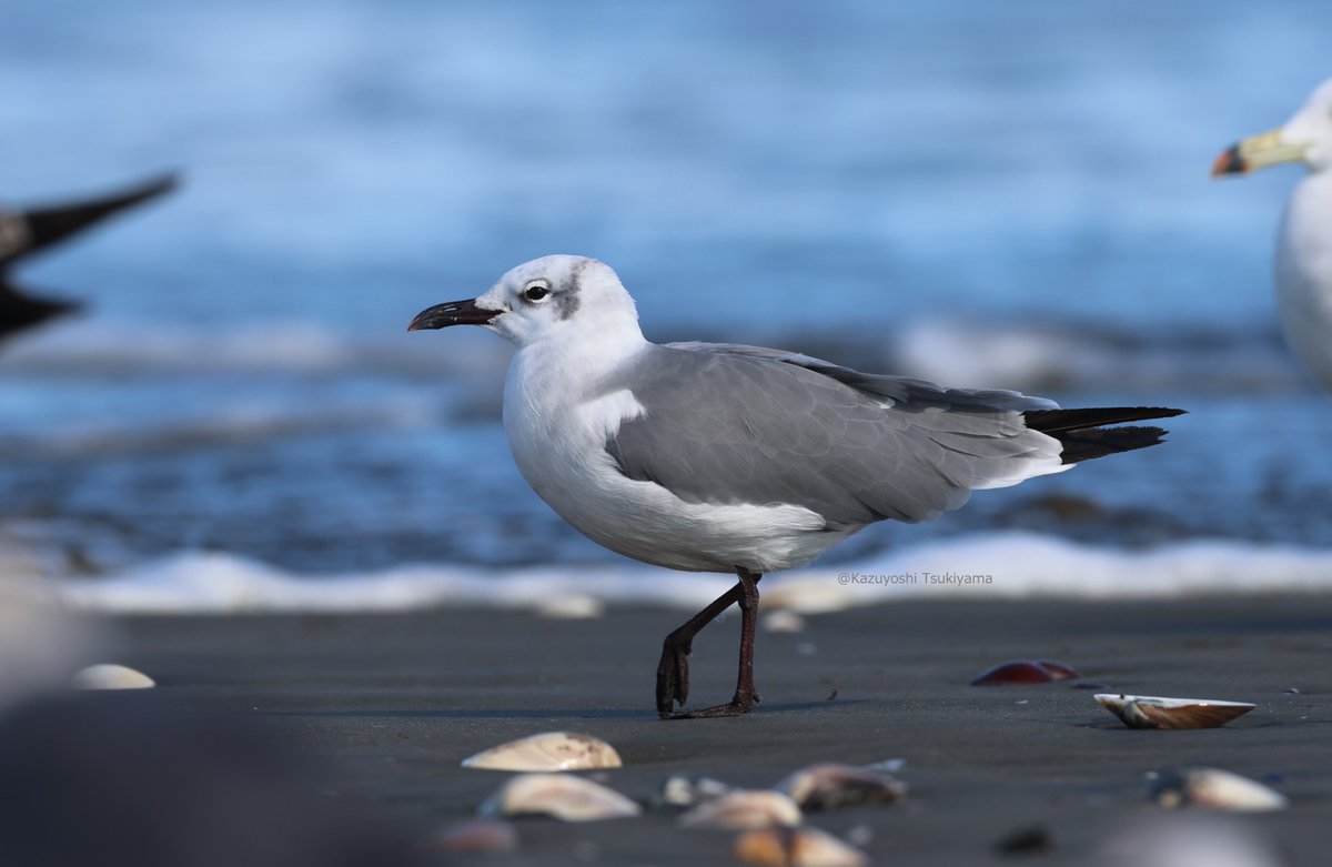 今シーズンは豊漁のようで、ウミネコ、ユリカモメが数百羽単位で滞在しています。