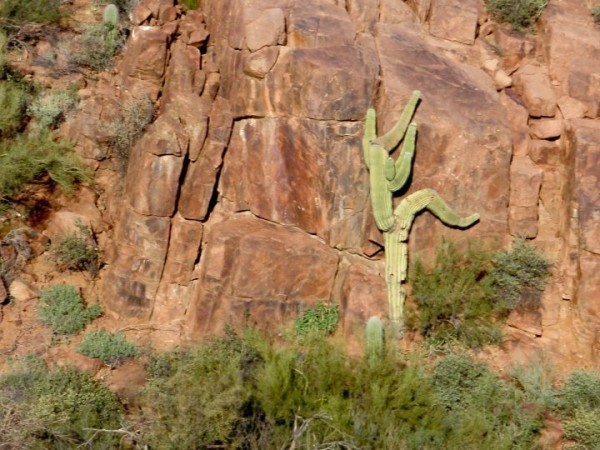 sovietsoleri's tweet image. if you stay in arizona long enough this is what you become