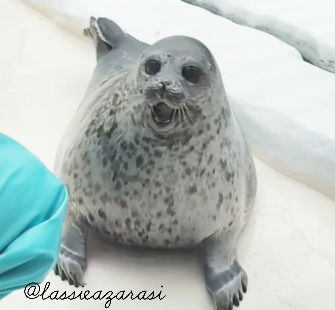 lassie99289125's tweet image. ユキちゃんにも昔フブキというペアの男の子がいましたが、今もお空の上から皆のことを見守ってくれてるはず🌈
※フブキの写真なくてすみません

ブッキーへ。君が大好きなユキちゃんは変わらず元気にフィッシュライフを謳歌しているみたいだよ💌𓂃𓈒
 #海遊館  #アザラシ  #seal