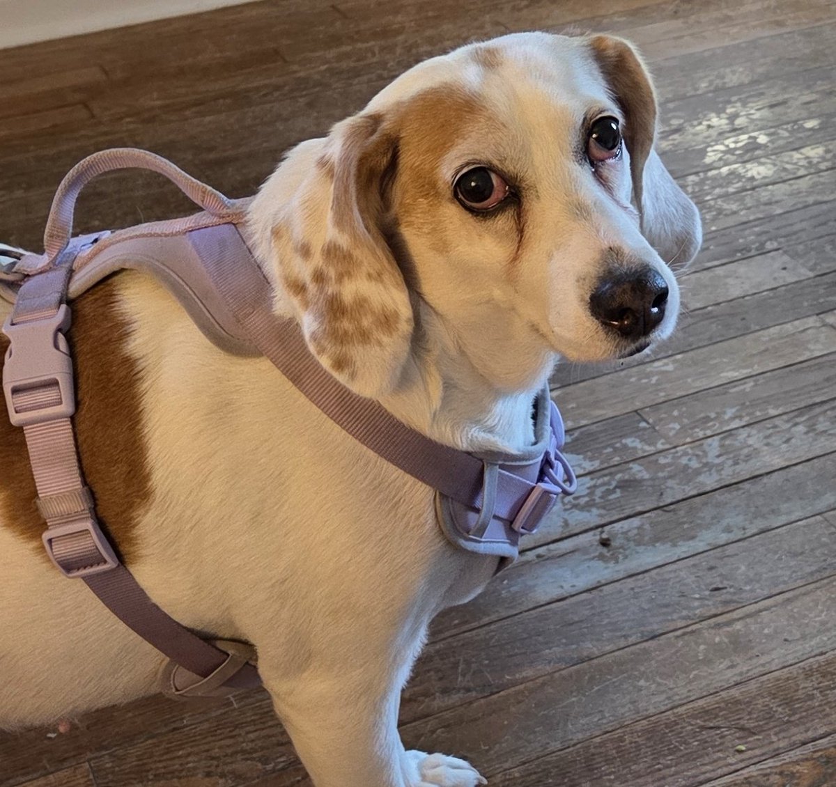 Donovan 4CD #8693🐜 tweet media