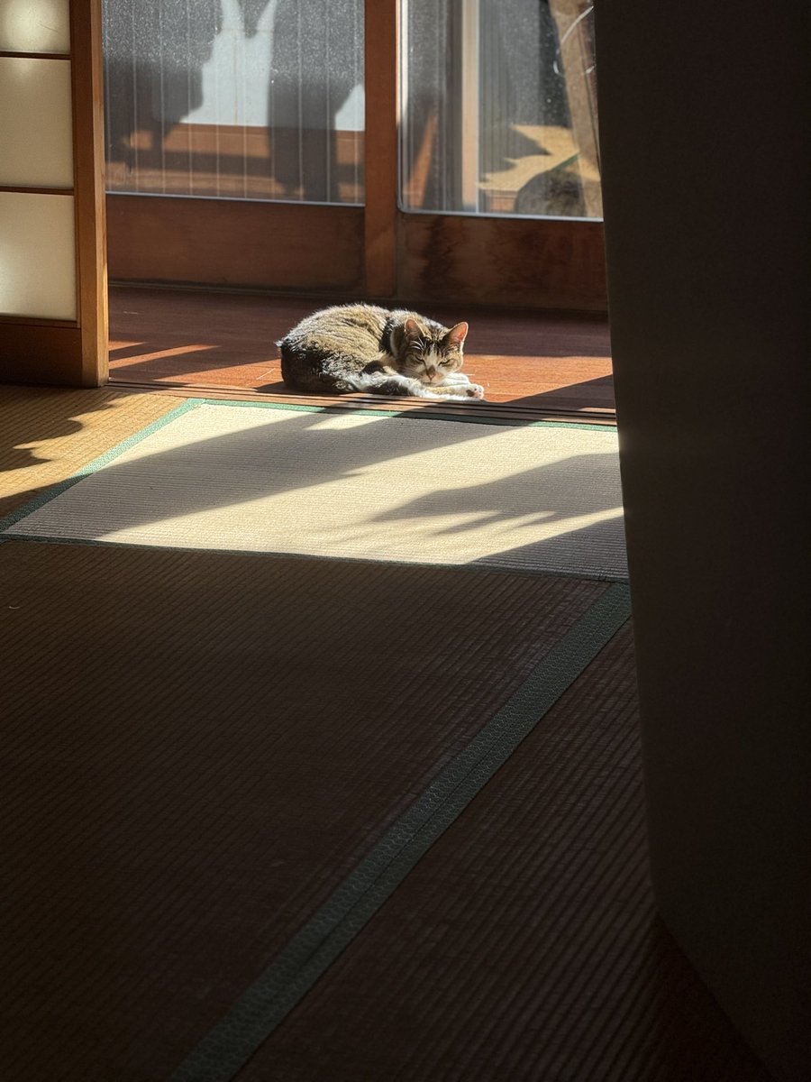 気持ち良さそうに日向ぼっこしているところを撮ろうと近づいたら気付かれてしまった図。