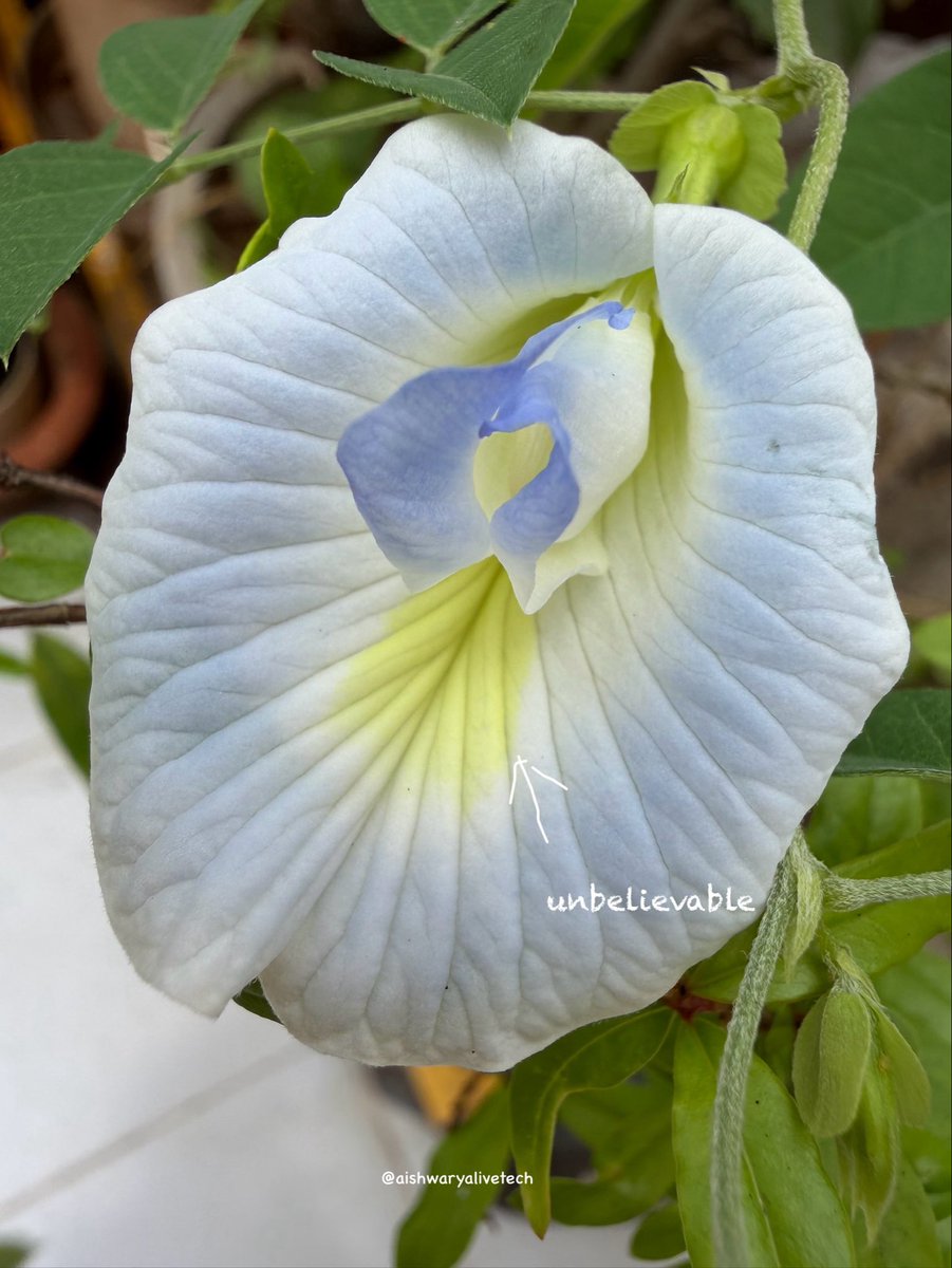 AishwaryaTech3's tweet image. I took the new iPhone 17 Pro Max to explore Macro Photography, and the results are stunning! Look at the textures on the flower petals. It’s amazing what the A19 Pro processing can achieve up close.

Which photo has the best detail?

@Apple 

#shotoniphone #iphone17promax