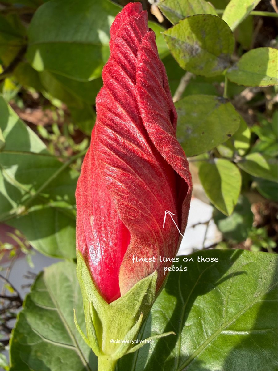 AishwaryaTech3's tweet image. I took the new iPhone 17 Pro Max to explore Macro Photography, and the results are stunning! Look at the textures on the flower petals. It’s amazing what the A19 Pro processing can achieve up close.

Which photo has the best detail?

@Apple 

#shotoniphone #iphone17promax