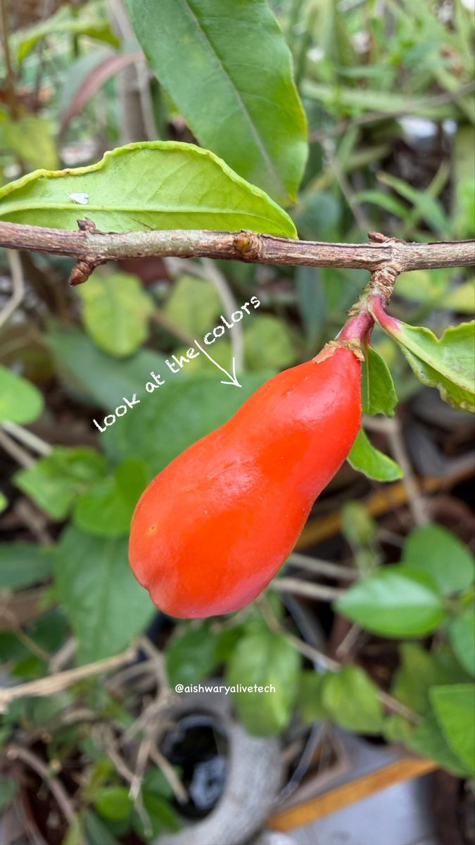 AishwaryaTech3's tweet image. I took the new iPhone 17 Pro Max to explore Macro Photography, and the results are stunning! Look at the textures on the flower petals. It’s amazing what the A19 Pro processing can achieve up close.

Which photo has the best detail?

@Apple 

#shotoniphone #iphone17promax