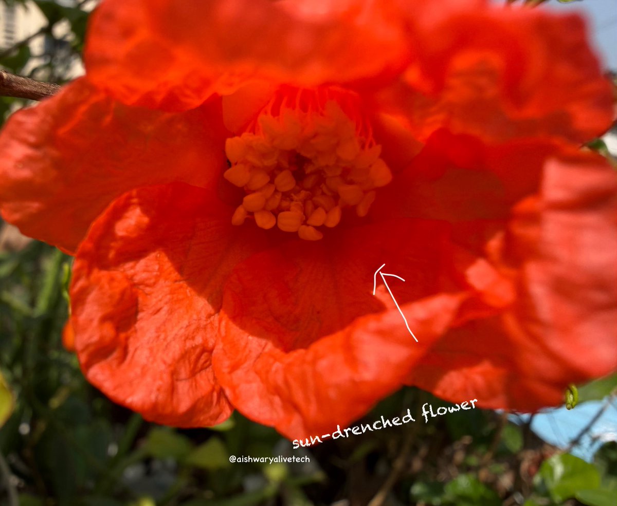 AishwaryaTech3's tweet image. I took the new iPhone 17 Pro Max to explore Macro Photography, and the results are stunning! Look at the textures on the flower petals. It’s amazing what the A19 Pro processing can achieve up close.

Which photo has the best detail?

@Apple 

#shotoniphone #iphone17promax