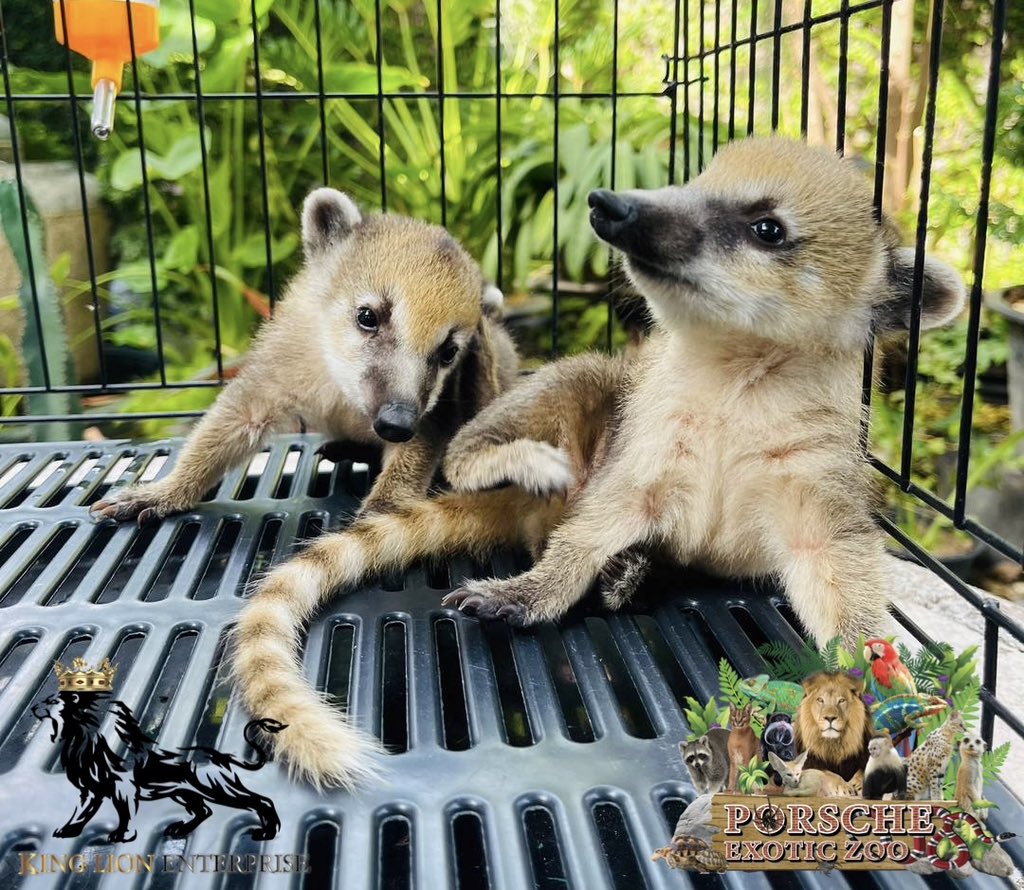 Porsche_shop99's tweet image. ค่อยๆรักทีละน้อย😍 

Love each other little by little😍

#PorscheExoticZoo
#porscheexoticzooadmin
#porscheexoticzooofficial
#โคอาติ