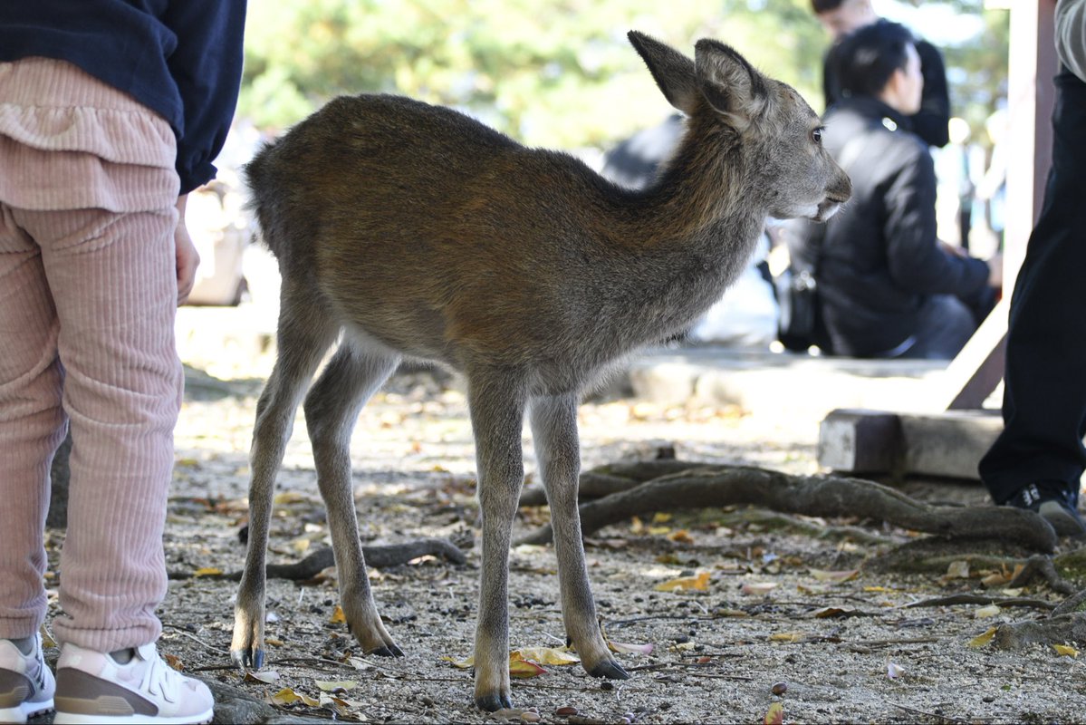 子供が触っても気にしない黒い鹿🥺茶色の鹿が見たかったよ…