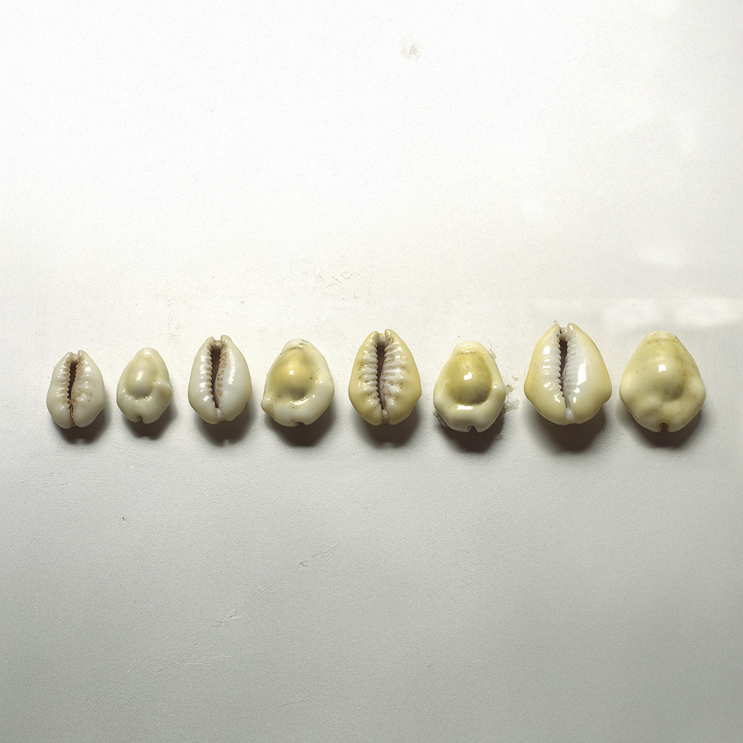 🐚🌍The well-travelled mollusc.  
As currency, cowry shells were a great success. They were durable, portable, universally recognizable, nearly impossible to counterfeit and remained a viable trading tool for thousands of years. 
#SaturdayArtifact