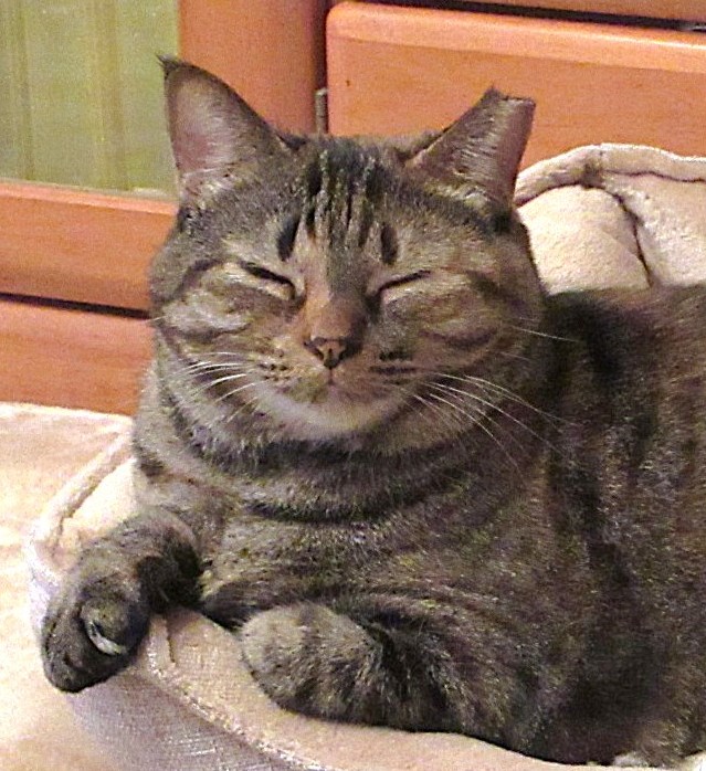 kirayuraerakura's tweet image. 久しぶりに菩薩の微笑頂きましたーー😂
拝めば確実絶対お利益があります🙏