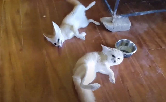 Fennec Every Hour! tweet media