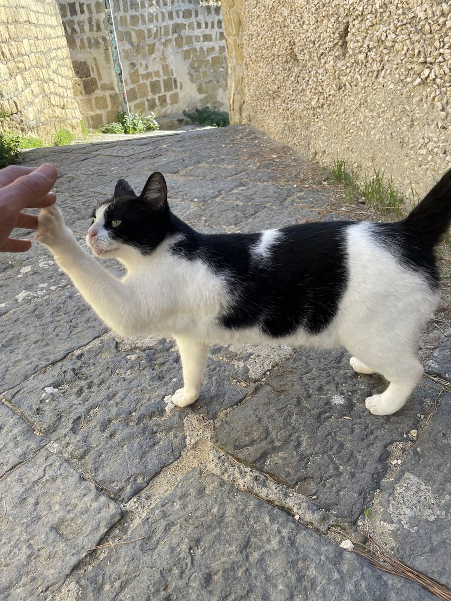 i_love_patterns's tweet image. Always high-five the local cat