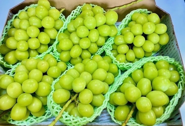 //
山梨産 冷凍 シャインマスカット 5kg を1名様にプレゼント！🎁
\\

【応募方法】フォロー&amp;いいね❤️

【締切】11月24日(月) 23:59 まで