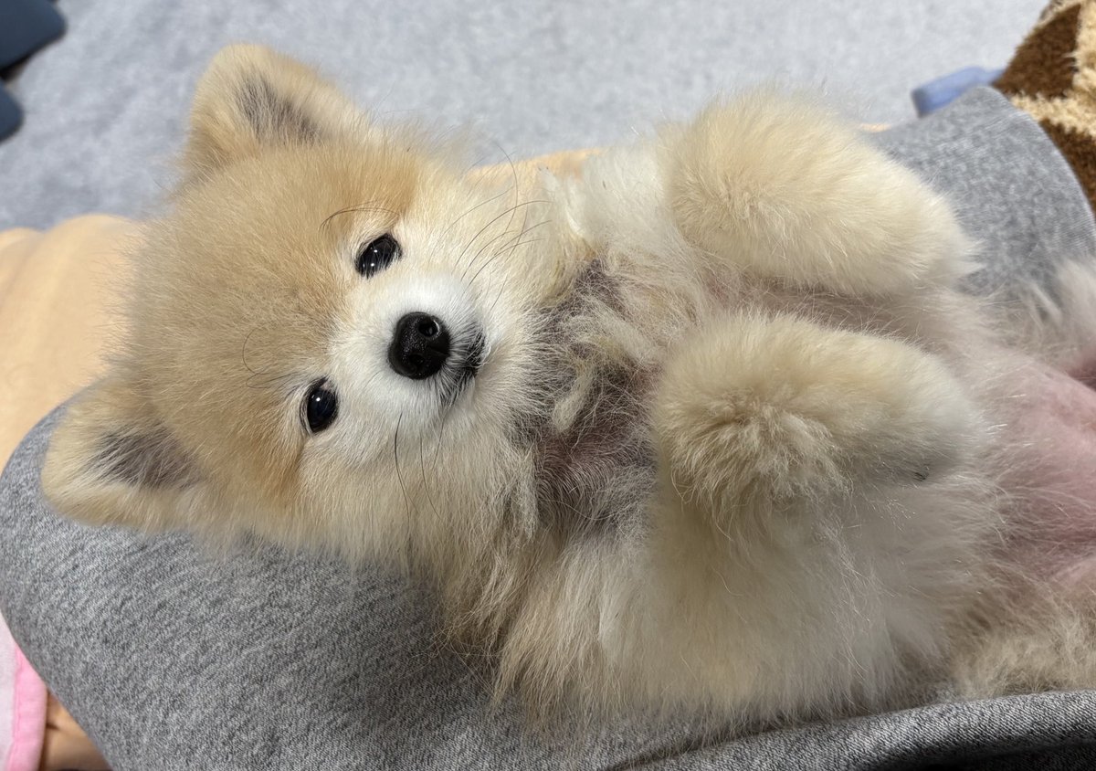 こんなほにゃほにゃの顔されたらさぁ…😌❤️❤️❤️ #pomeranian