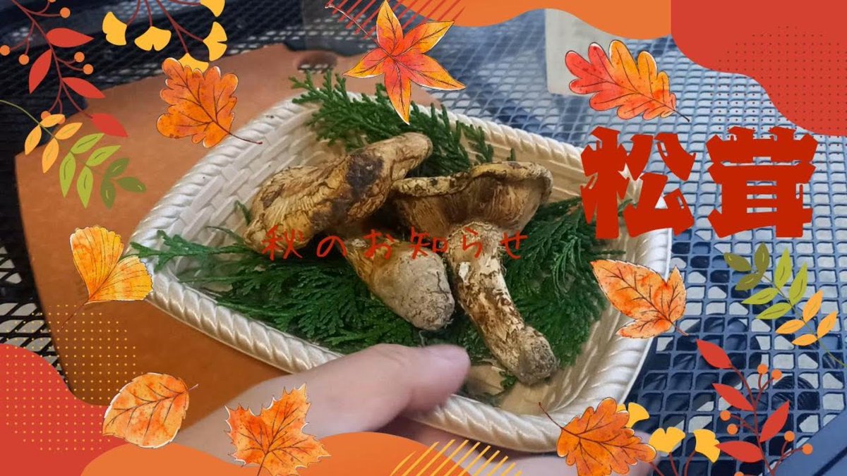 本日の焼き目🍄
『激安松茸×黒七輪』で優勝確定！
付け合せの和牛と秋刀魚も最幸です😋
#焼き目ちゃんねる
#YouTube
#黒七輪
#松茸
#王様の炭