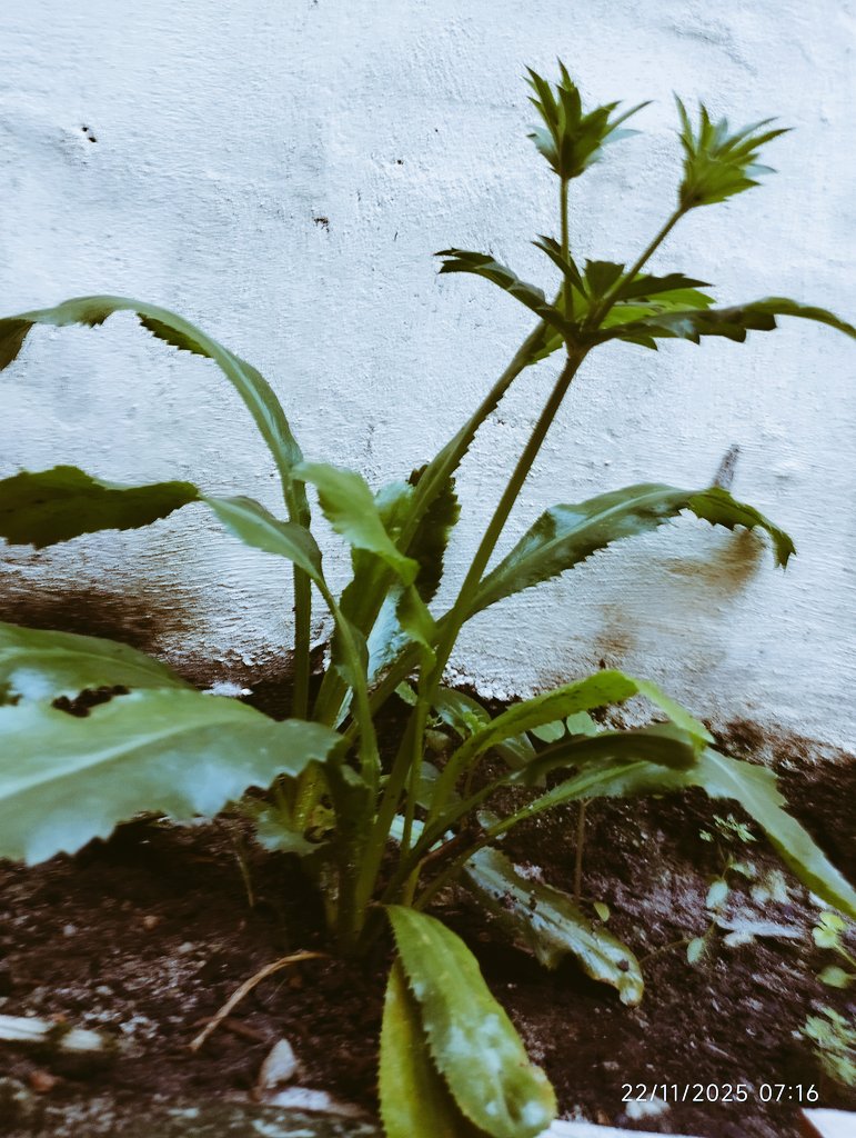 A chicória está se desenvolvendo!