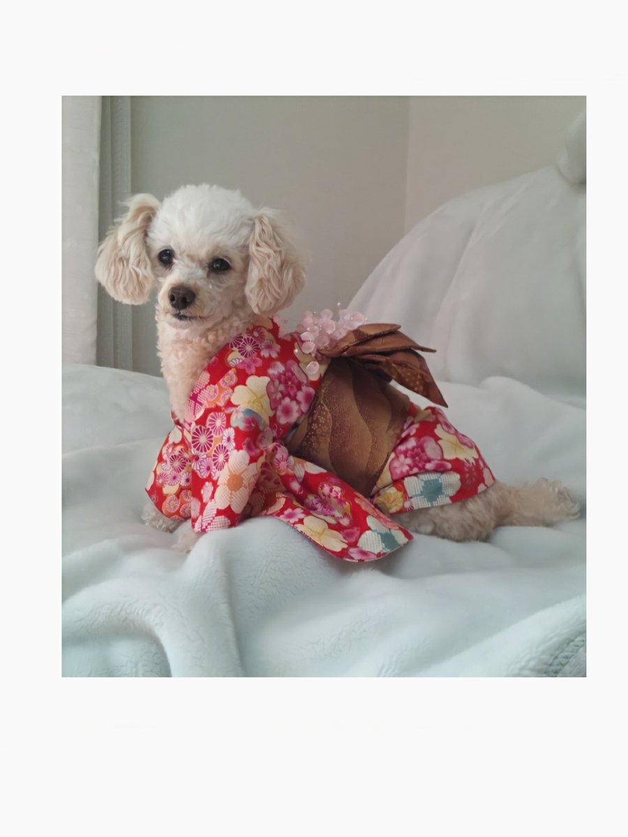 qy903JSirUVRvq1's tweet image. 11月26日で我が家の可愛い愛犬まろんが亡くなりまる4年になります

我が家では愛犬まろんの遺影に🍎などを供え亡き愛犬を忍んで居ます