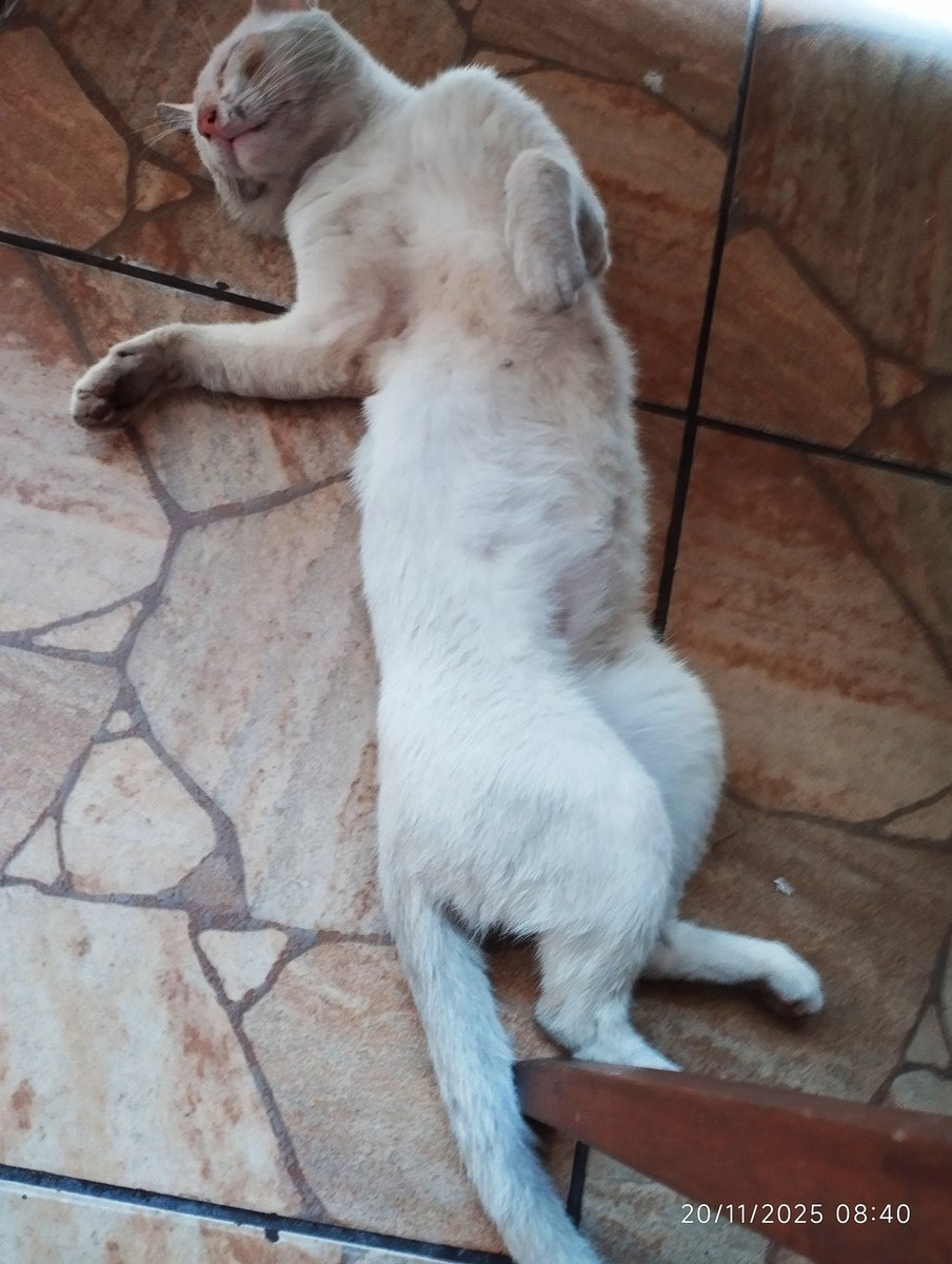 Só ressaca 😸😸😸