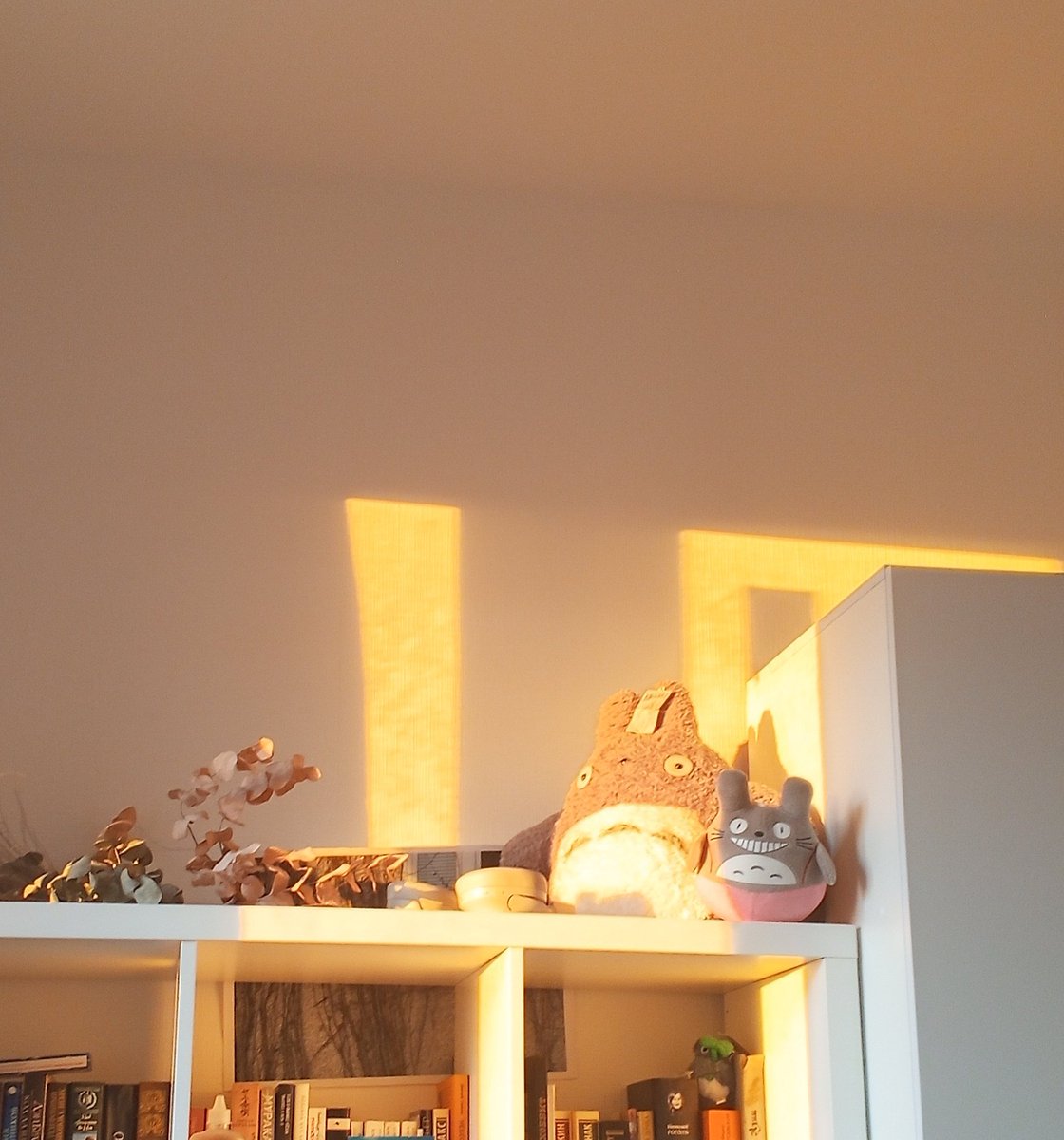 AssortiSala's tweet image. Соооолнышкооо🫠