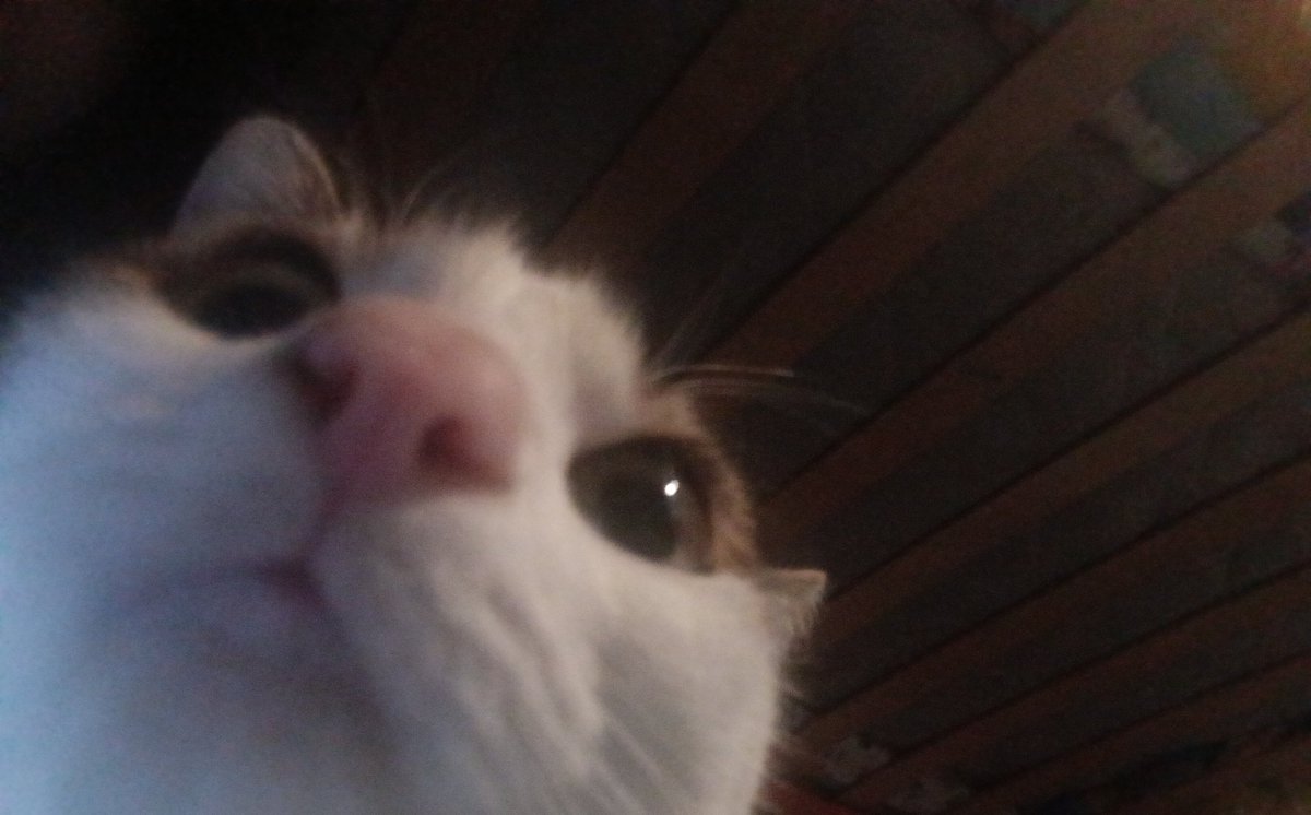 hola dile hola a nala o te irá horrible hoy el día