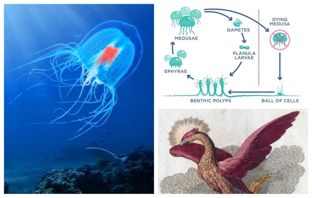 zamirmohyedin's tweet photo. Turritopsis dohrnii adalah sejenis obor-obor, satu-satunya spesis yang kita ketahui dapat hidup selama-lamanya. Ia dikenali sebagai "Immortal Jellyfish".

Apabila tua, sakit, cedera atau tertekan, ia akan bertukar jadi Polyps (zaman mudanya) & membesar semula jadi dewasa (Medusae). Proses ini berulang-ulang untuk selamanya.

Walaupun dapat hidup selama-lamanya, ini bukan bermaksud obor-obor ini tidak boleh dimatikan. Ia boleh mati apabila dimakan oleh pemangsa. Kalau setakat cedera, ia boleh kembali muda dan dewasa semula.

Dipercayai obor-obor ini telah hidup sejak zaman kepupusan Dinosaur 66 juta tahun lalu lagi. Tidak mustahil terdapat obor-obor yang telah hidup setua ini.

Dalam fiksyen, burung phoenix adalah haiwan yang mempunyai kitaran hidupan begini. Apabila dewasa, ia akan menjadi abu dan lahir semula.

Turritopsis dohrnii menjadi sasaran dalam kajian penuaan yg mana pengetahuan tentang obor-obor ini dapat membuka pintu anti-penuaan ke atas manusia.